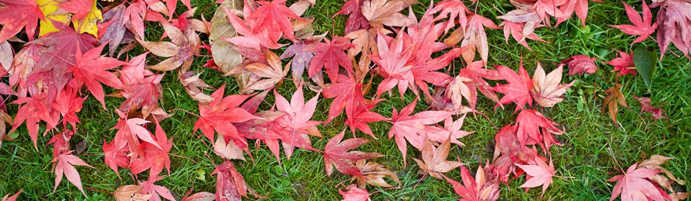 Herbs | Buddhistisches Zentrum Scheibbs