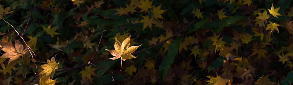Vipassana Meditation – Wandlung durch Verstehen | Buddhistisches Zentrum Scheibbs