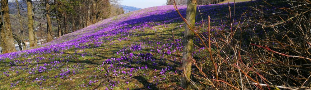 Vipassana Meditation | Buddhistisches Zentrum Scheibbs